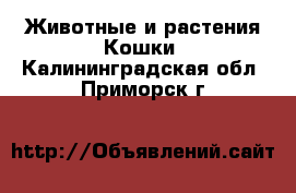 Животные и растения Кошки. Калининградская обл.,Приморск г.